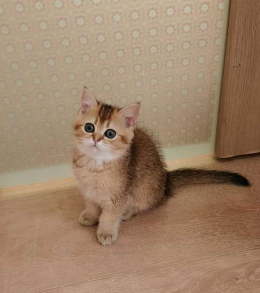 Шотландские котята в Новосибирске фото 13