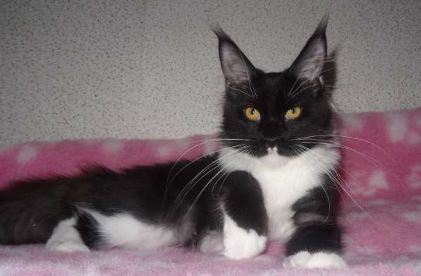 Ламборджини кошечка мейн кун в Москве фото 4