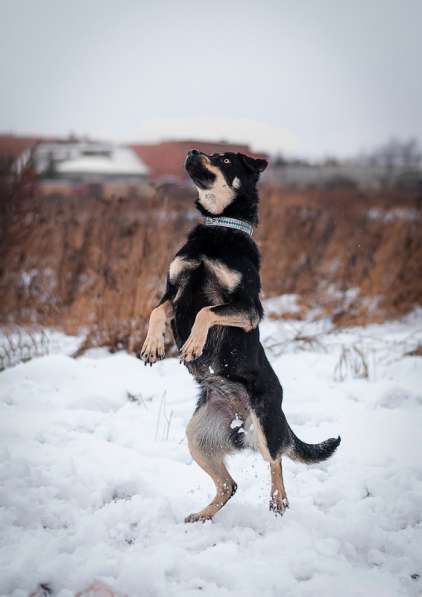 Умная небольшая собачка Эмма в дар в Москве фото 4