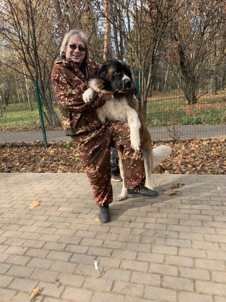 КИНОЛОГ: профессиональная дрессировка собак в Москве фото 3