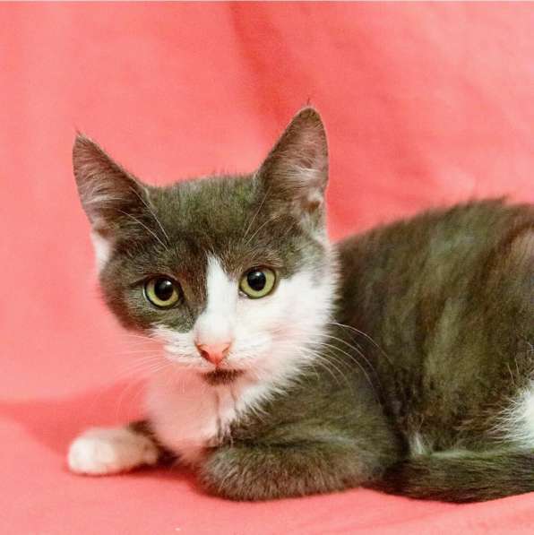 Котенок Мушка ищет дом