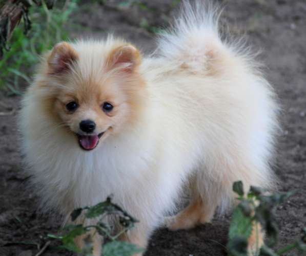 Щенки шпица в Раменское фото 18