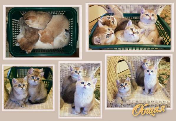 Британские золотые шиншиллы в Подольске фото 13