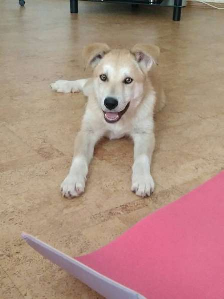 Красивые и очень умные щенки в Санкт-Петербурге фото 19