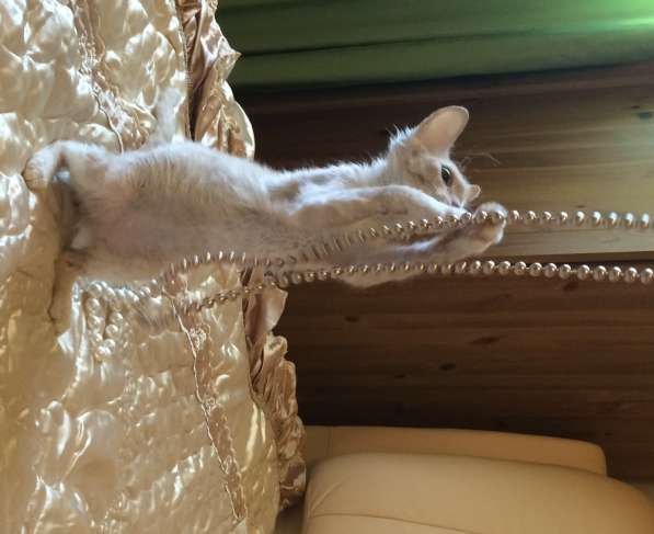 Эксклюзивная порода Розовый Фламинго) Неаллерген в Москве фото 3