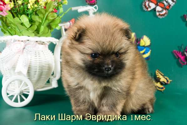 Породные щенки померанского шпица от питомника Лаки Шарм в Москве фото 6