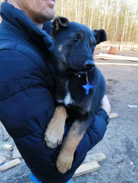 Щенок метис овчарки