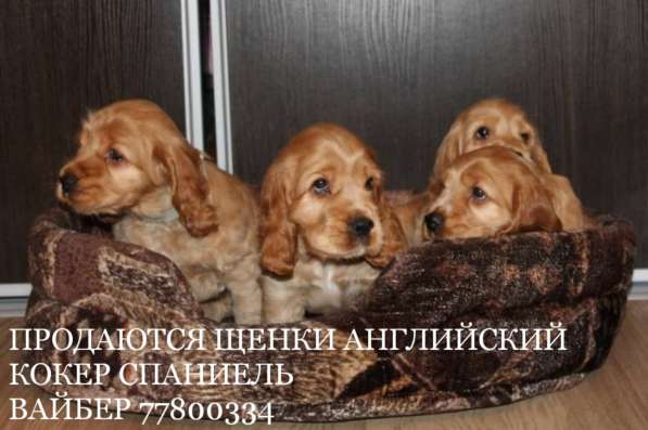 Английский кокер спаниель в 