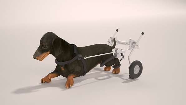 Инвалидная коляска для собак в Ростове-на-Дону фото 5