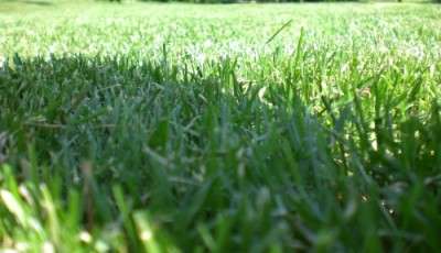Семена многолетних газонных трав,трав для сенокоса, пастбища в Ростове-на-Дону фото 7