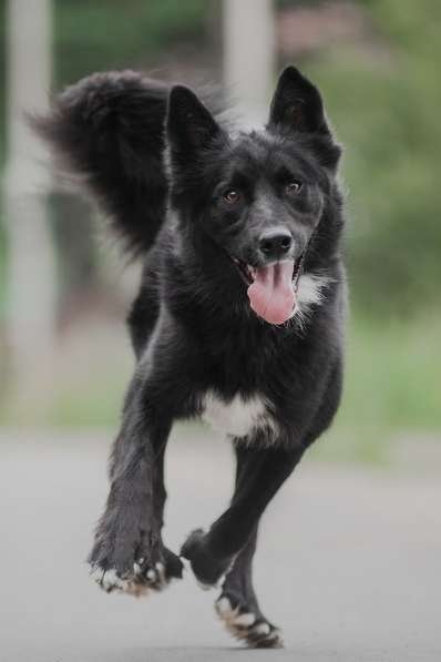 Красивый чёрный пёс в добрые руки в Москве фото 5