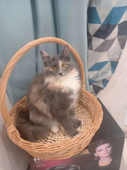 Эксклюзивные котята (10 мес.) в дар в Москве фото 138