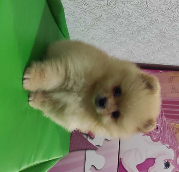 Мини-шпицы в Краснодаре фото 10