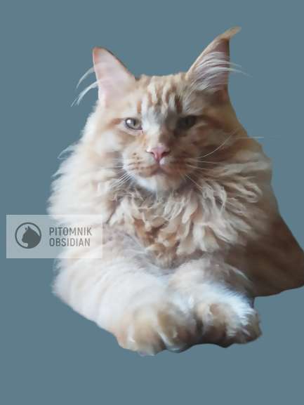 Мейн-кун продажа