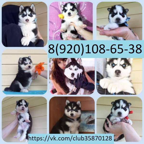 Щеночки Хаски черно-белые. голубоглазые)))))