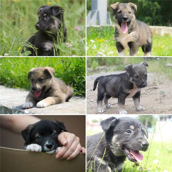 Чудесные щенки ищут дом (мальчики и девочки) в Москве фото 3