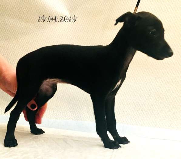 Piccolo levriero italiano в Москве фото 4