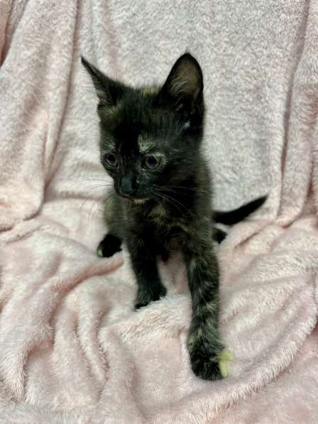 Котенок в добрые руки в фото 10