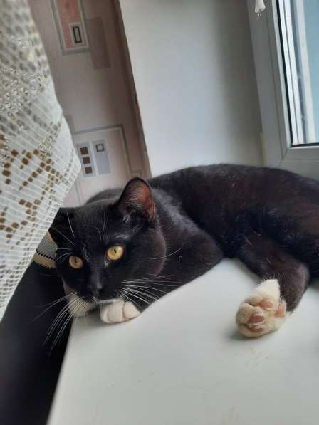 Маркиз в добрые руки в фото 3