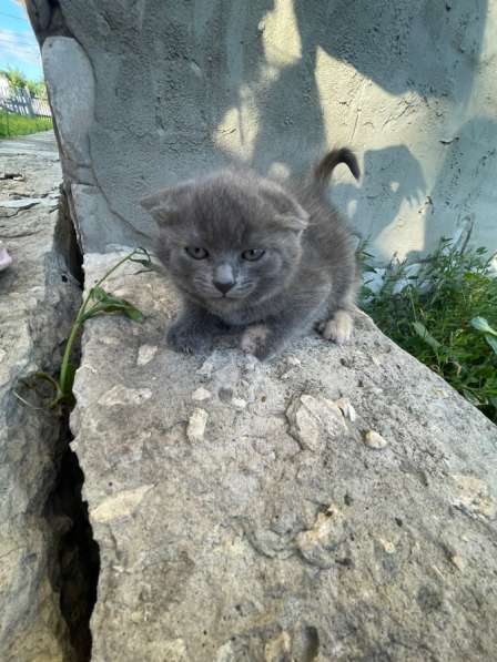 Котята в Липецке фото 3