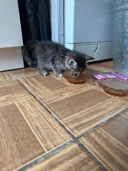 В добрые руки в Сочи