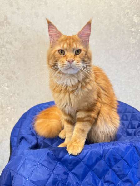 Large Maine Coons в Москве фото 5