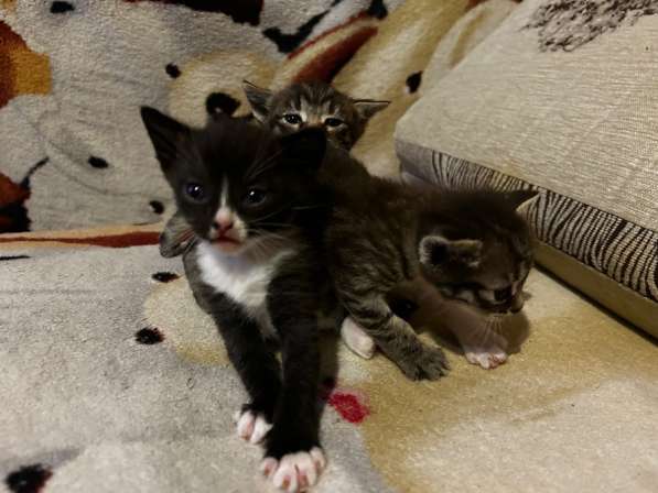 Котята в добрые руки в Новомосковске фото 4