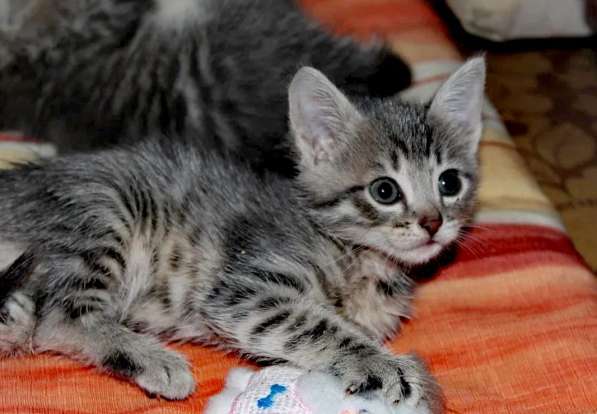 Котята тигрята бесплатно