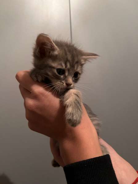 Котята в Воронеже фото 4