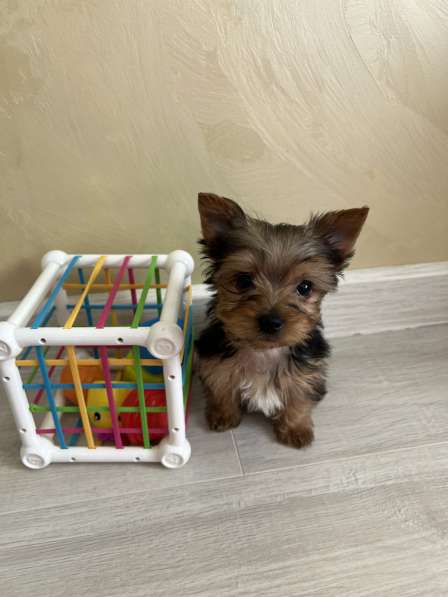 Йоркширский терьер мини в Геленджике фото 7