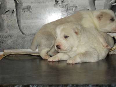 3-х недельные щенки алабая в Саранске фото 4