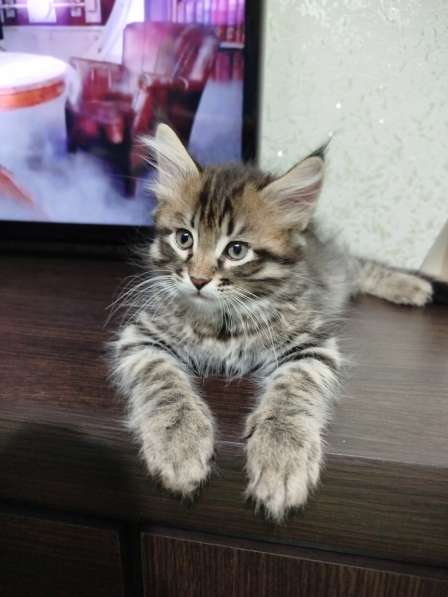 Продажа котят в фото 3