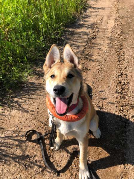 Щенок в добрые руки в Санкт-Петербурге фото 5