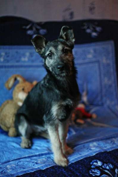 Отдам даром Малыш Перчик в поисках дома