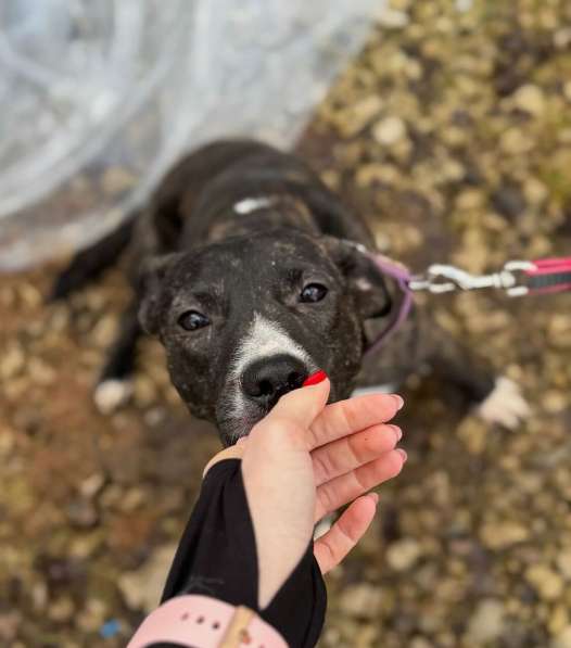 Миниатюрная собачка Хиппи в добрые руки