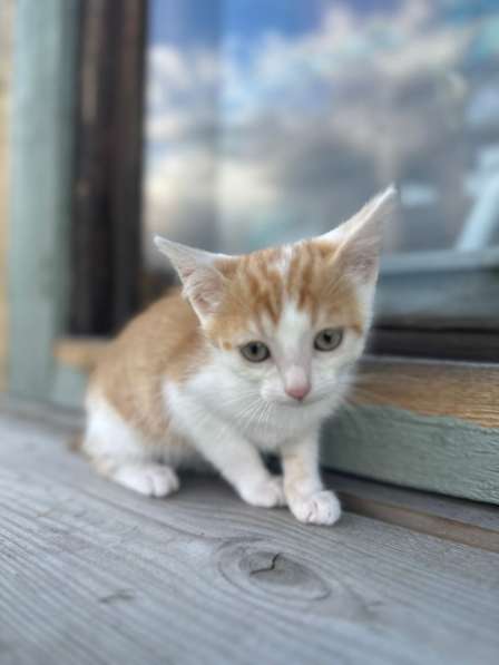 Милый котёнок Драго в добрые руки