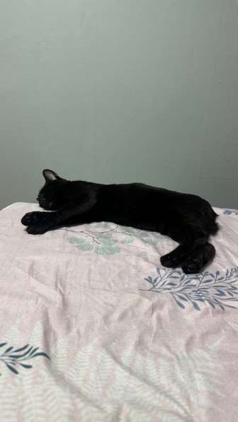 Отдам молодую кошку в добрые руки в Москве