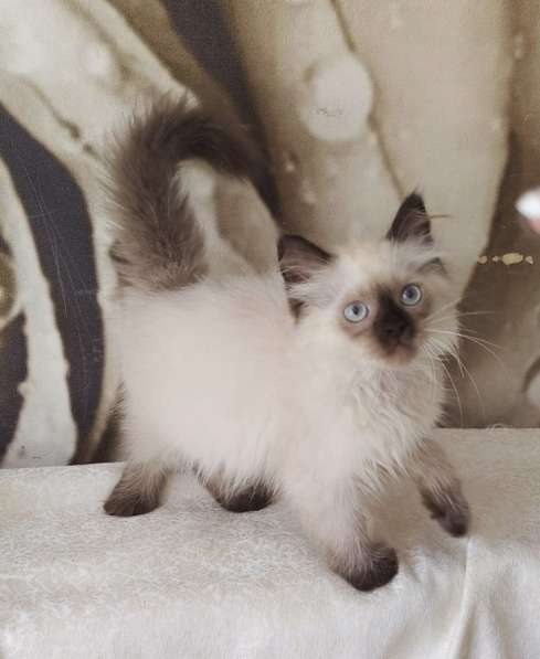 Невская маскарадная в Ростове-на-Дону фото 3