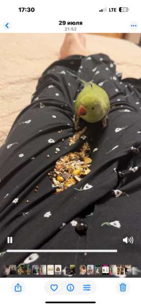 Ожереловый попугай в Перми фото 4