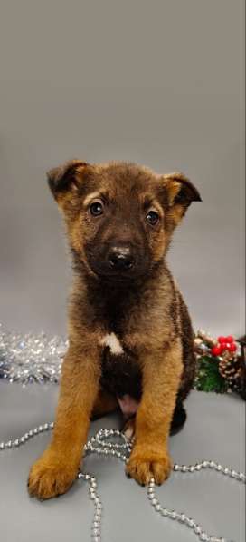 7 очаровательных щенят в дар в Москве фото 8