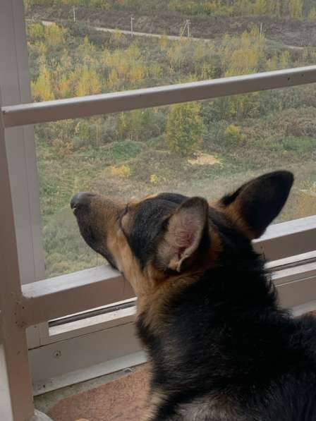 Щенок овчарки в добрые руки в Новосибирске фото 4