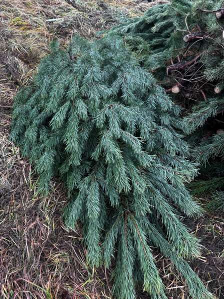 Новогодние ёлки (оптом) в Ульяновске