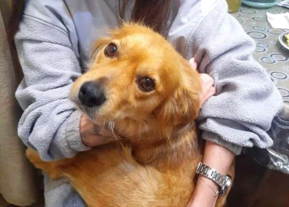 Милейшие щенки от домашней собачки в Иркутске фото 5