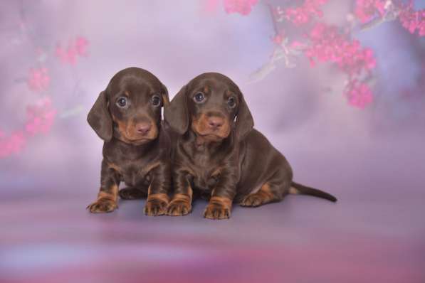 Клубные щенки Таксы гладкошерстные мини и кроличьи