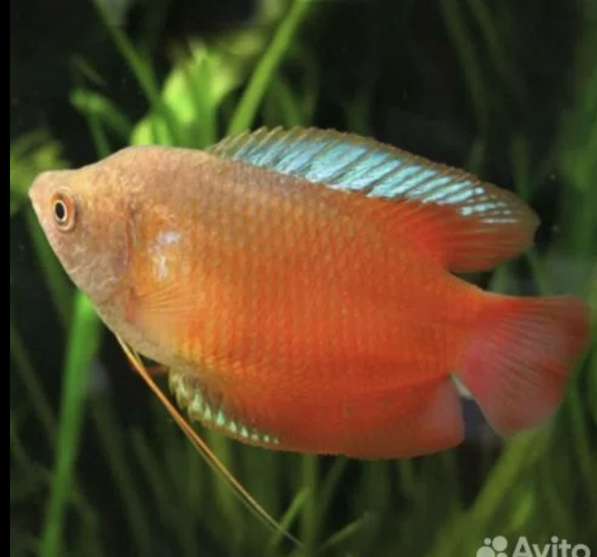 Аквариумные рыбки в Москве фото 5