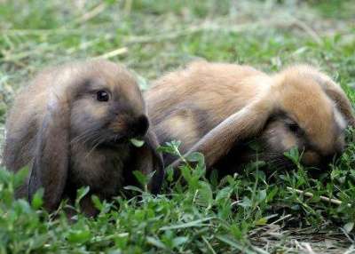 Кролики гиганты Фландр, Ризен, Баран. в Красноярске фото 4