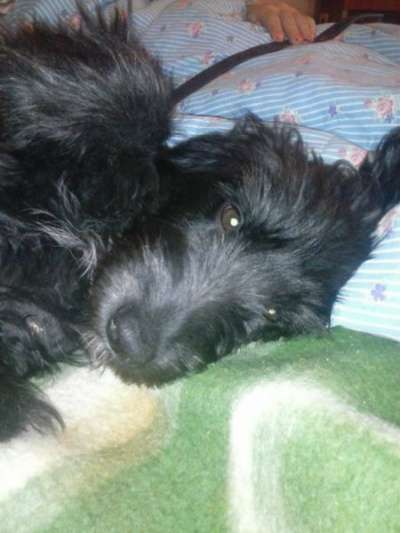 Отдам даром Метис спаниеля в добрые руки!