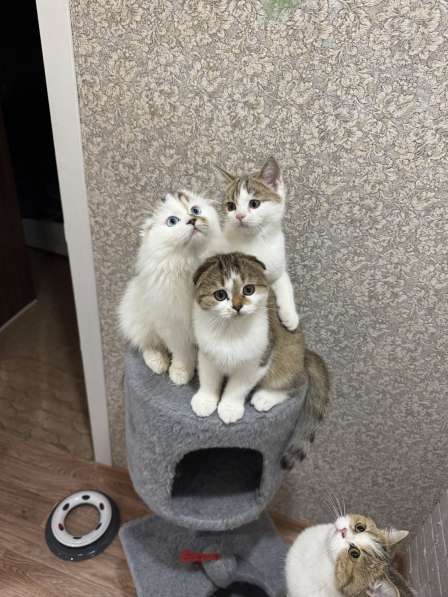 Продаю шотландских котят в Волгограде