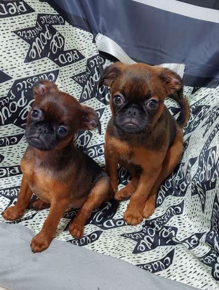 Щенок Пти брабансон