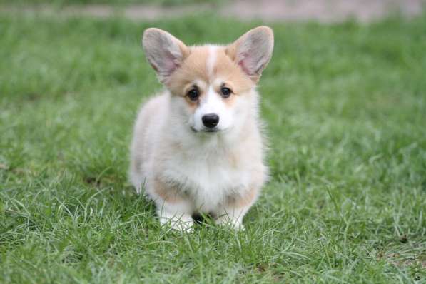 Вельш корги пемброк в Москве фото 9